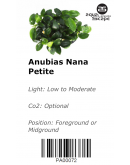 ANUBIAS NANA PETITE