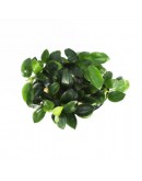 ANUBIAS NANA PETITE
