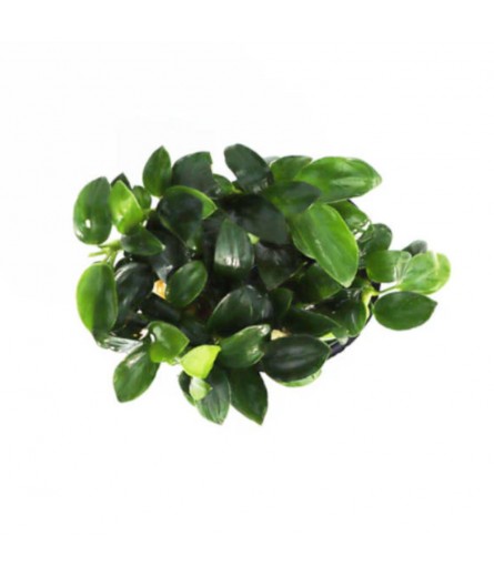 ANUBIAS NANA PETITE