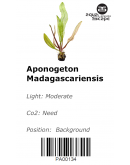 APONOGETON MADAGASCARIENSIS