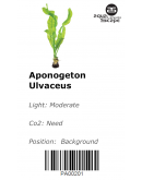 APONOGETON ULVACEUS