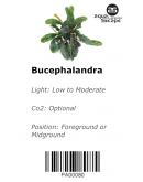 BUCEPHALANDRA SP