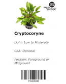 CRYPTOCORYNE