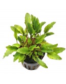 CRYPTOCORYNE