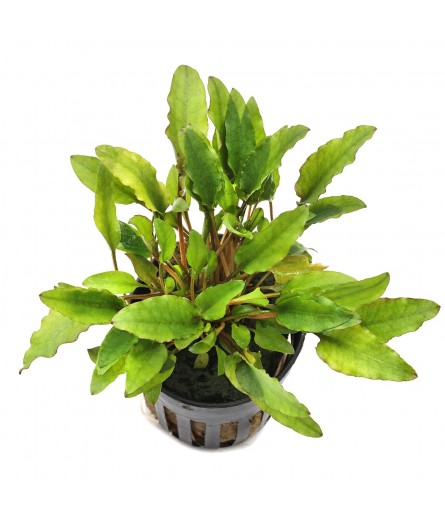 CRYPTOCORYNE