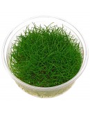ELEOCHARIS PUSILLA