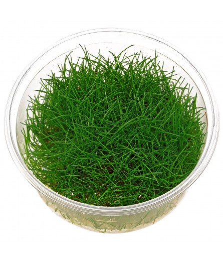 ELEOCHARIS PUSILLA