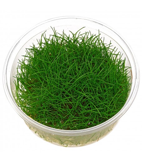 ELEOCHARIS PUSILLA