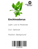 ENCHINODORUS