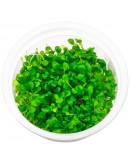 GLOSSOSTIGMA ELATINOIDES