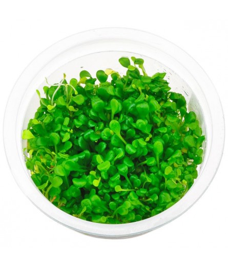 GLOSSOSTIGMA ELATINOIDES