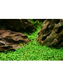 GLOSSOSTIGMA ELATINOIDES