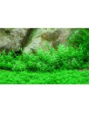GRATIOLA VISCIDULA