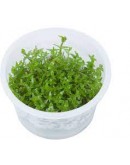 GRATIOLA VISCIDULA
