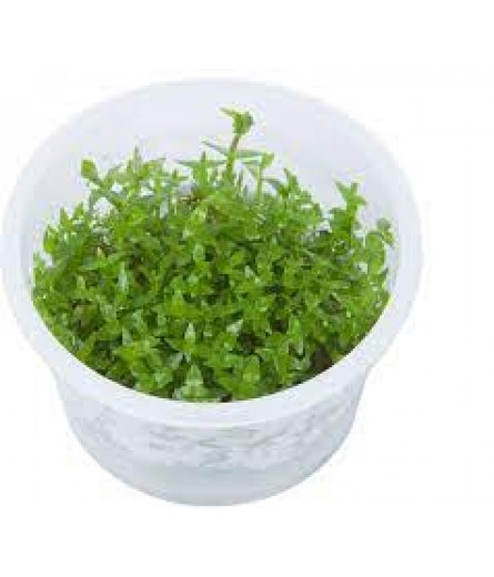 GRATIOLA VISCIDULA