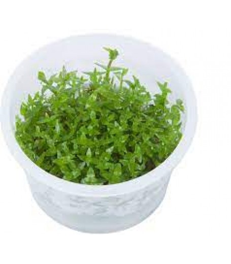 GRATIOLA VISCIDULA
