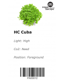 MICRANTHEMUM CALLITRICHOIDES 'CUBA'