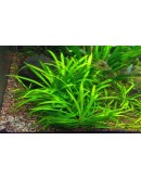 HELANTHIUM BOLIVIANUM