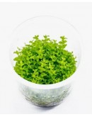 HEMIANTHUS MICRANTHEMOIDES