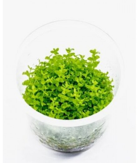 HEMIANTHUS MICRANTHEMOIDES