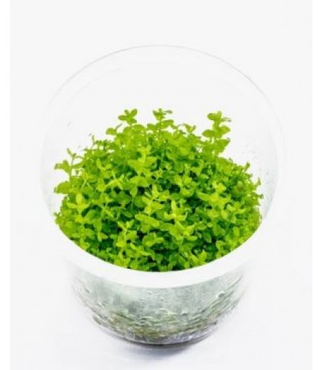 HEMIANTHUS MICRANTHEMOIDES