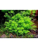 HEMIANTHUS MICRANTHEMOIDES