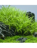 HETERANTHERA ZOSTERIFOLIA