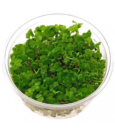 HYDROCOYTYLE TRIPARTITA
