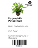 HYGROPHILLA PINATIFIDA