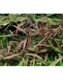 HYGROPHILA LANCEA ARAGUAIA