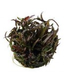HYGROPHILA LANCEA ARAGUAIA