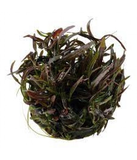 HYGROPHILA LANCEA ARAGUAIA
