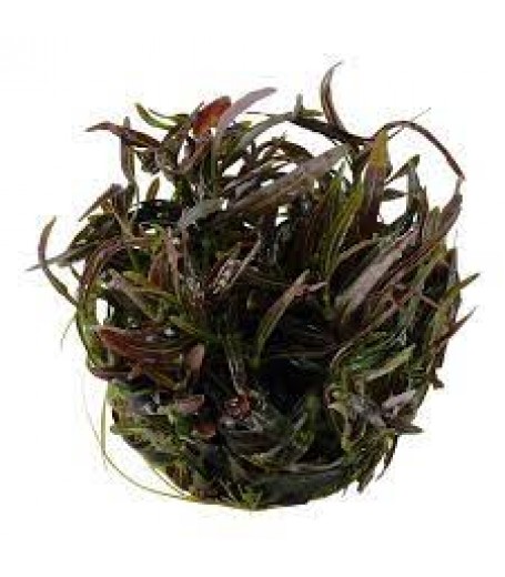 HYGROPHILA LANCEA ARAGUAIA