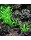 JUNCUS REPENS