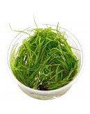 JUNCUS REPENS