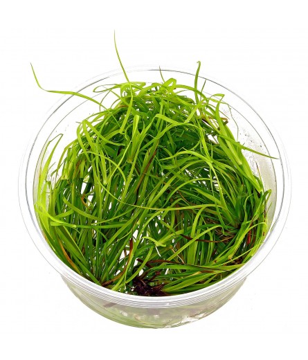 JUNCUS REPENS