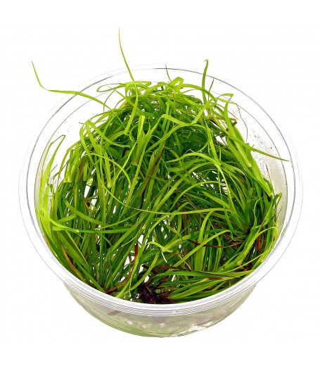 JUNCUS REPENS