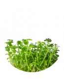 LINDERNIA ROTUNDIFOLIA