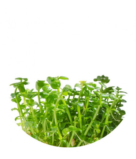 LINDERNIA ROTUNDIFOLIA