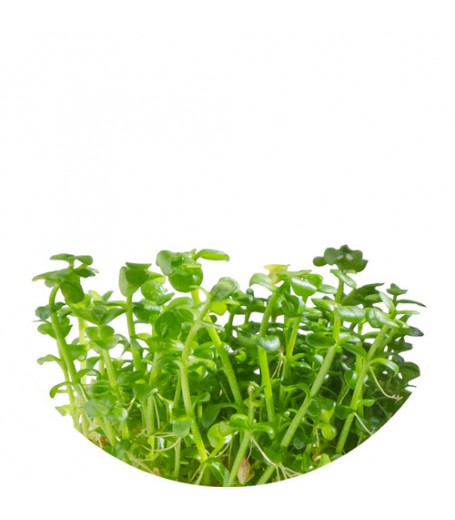 LINDERNIA ROTUNDIFOLIA