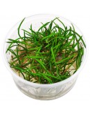 LITTORELLA UNIFLORA