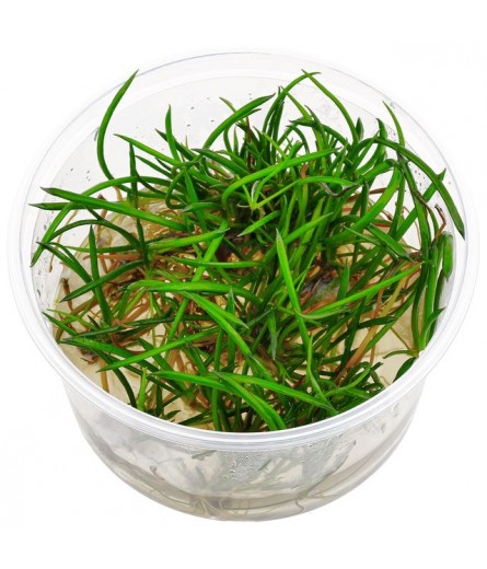 LITTORELLA UNIFLORA