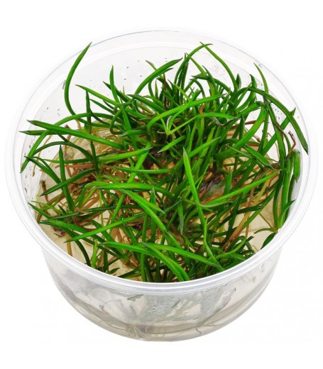 LITTORELLA UNIFLORA