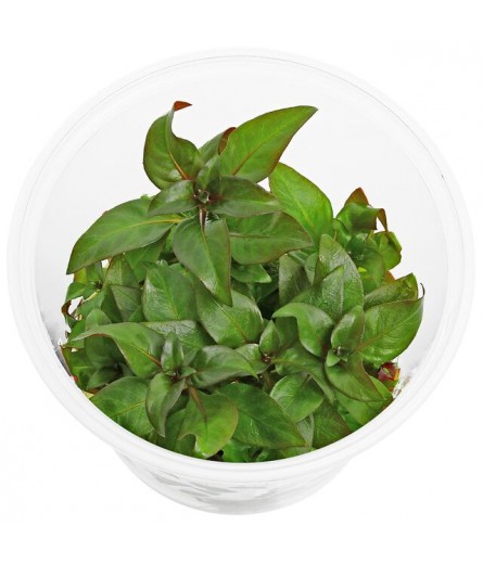 LUDWIGIA GRANDULOSA 