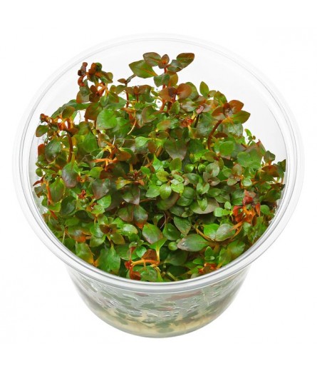 LUDWIGIA SUPER RED