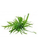 MICROSORUM PTEROPUS PHOENIX