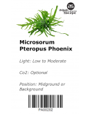 MICROSORUM PTEROPUS PHOENIX