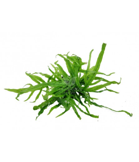 MICROSORUM PTEROPUS PHOENIX