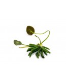 NYMPHOIDES AQUATICA