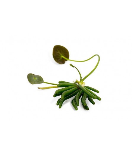 NYMPHOIDES AQUATICA